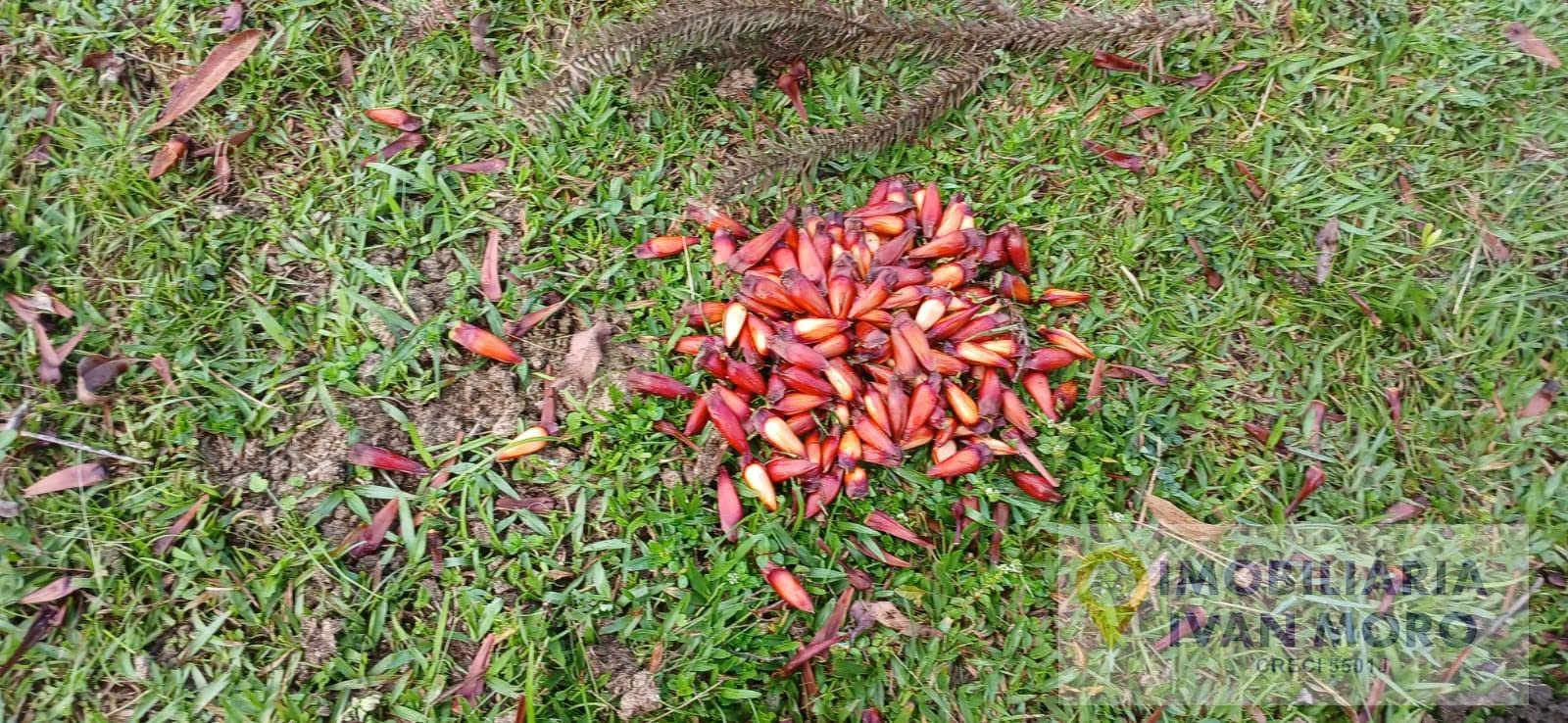 Rural à venda com 34000m² de terreno no Estrada Geral Maracujá, Anitápolis (SC) — foto 14 de 18