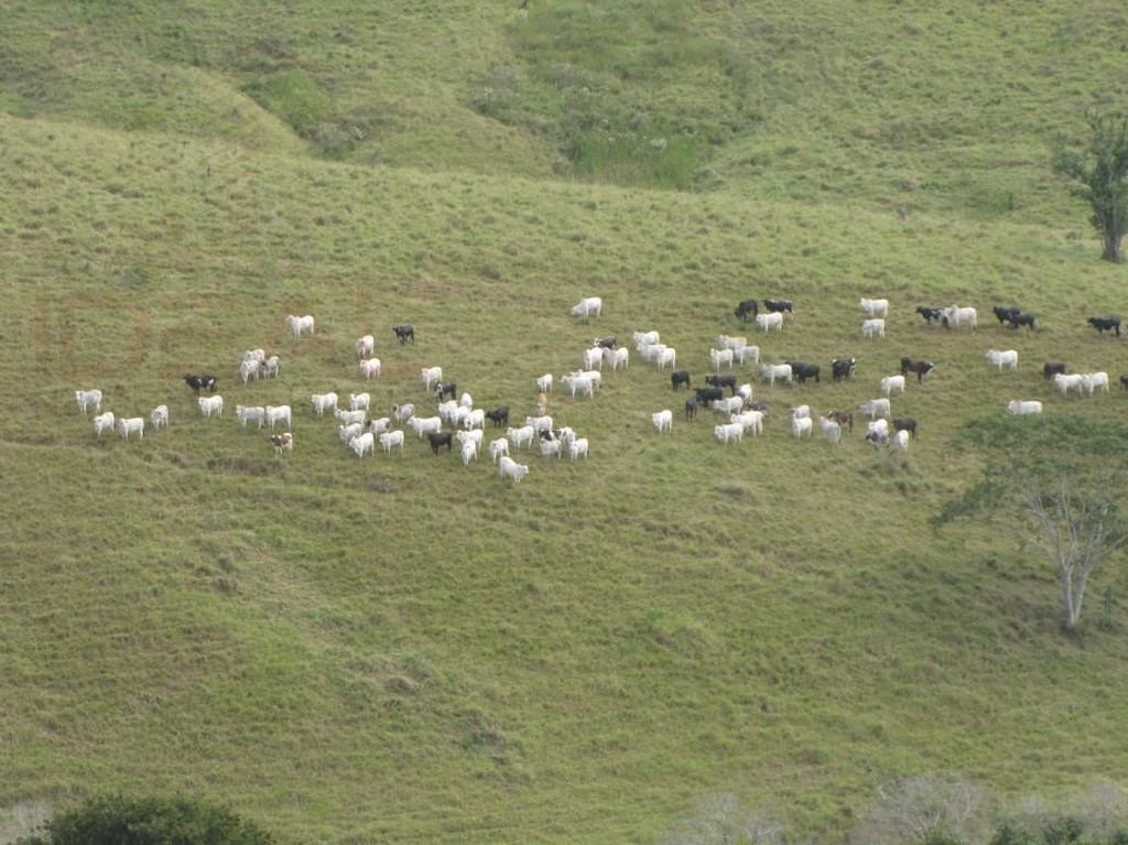 Rural à venda com 15400000m² de terreno no Centro, Italva (RJ) — foto 13 de 21
