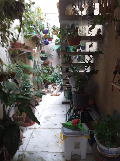 Casa Térrea em Cambuci  -  São Paulo