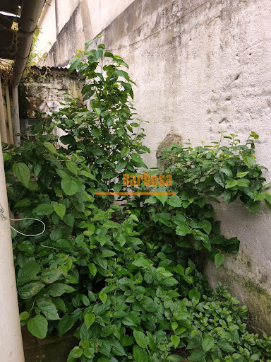 Pátio