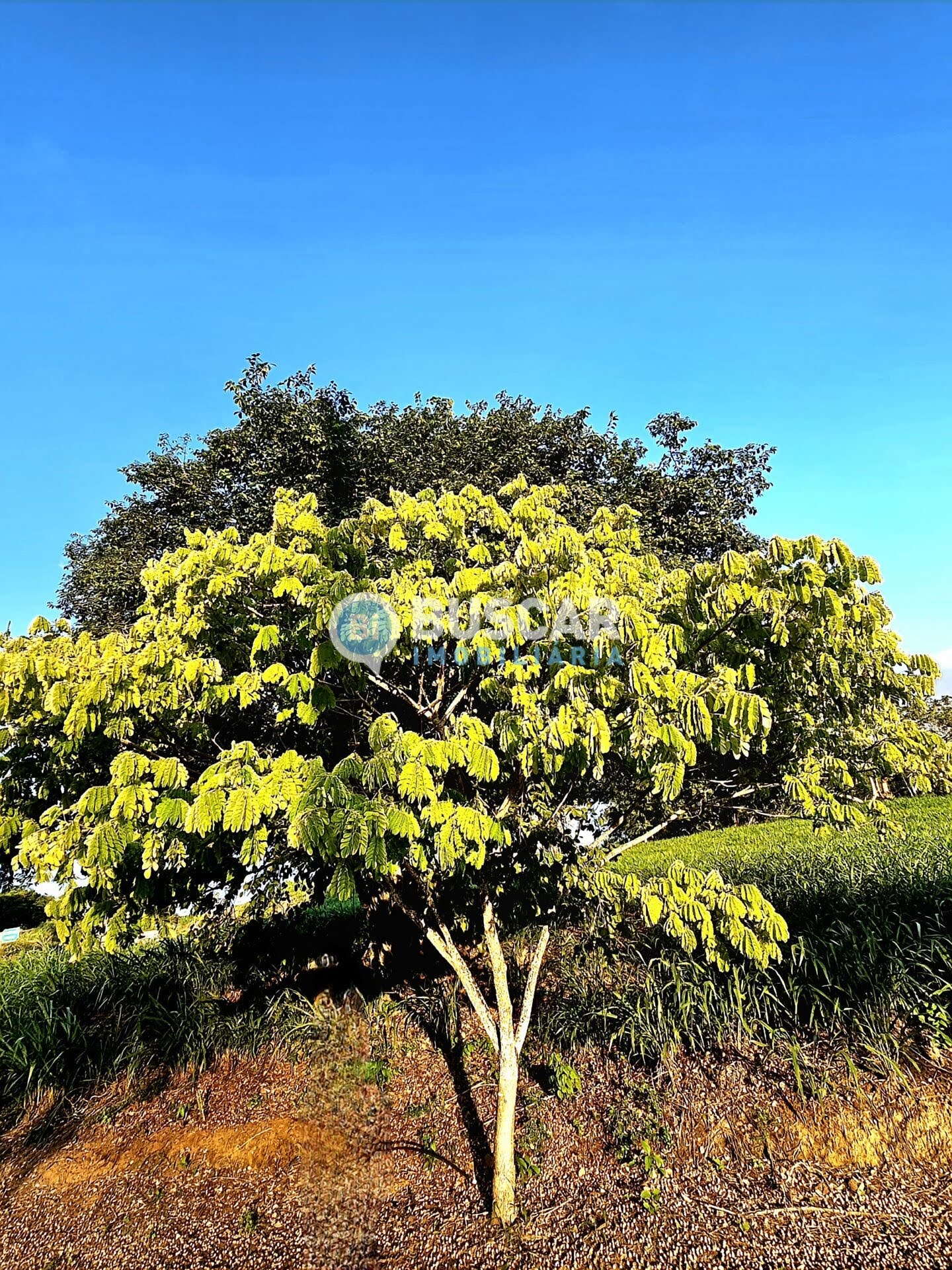 Terreno à venda no Br-324, Amélia Rodrigues (BA) — foto 13 de 17