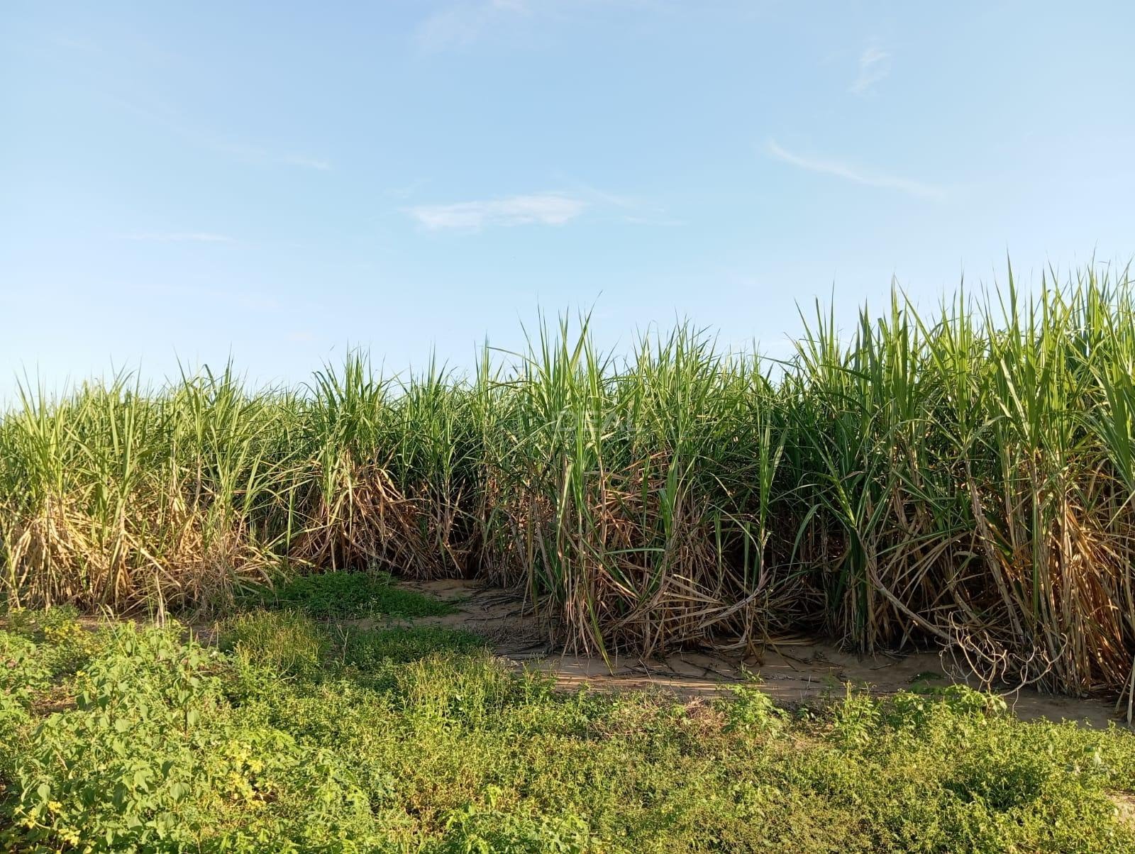 Rural à venda com 1280000m² de terreno no Valão Seco, São Francisco de Itabapoana (RJ) — foto 16 de 30