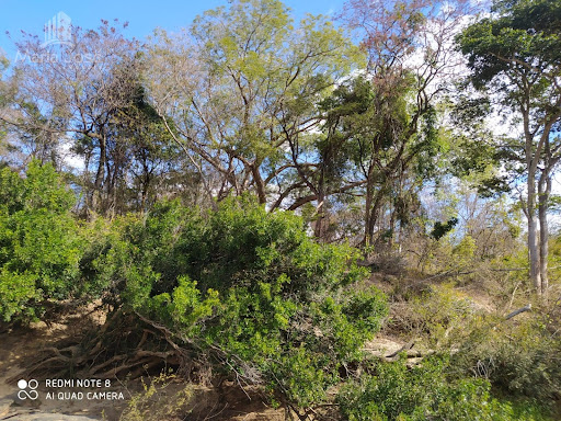 Terreno em zona rural de santana pirapama  -  Santana de Pirapama