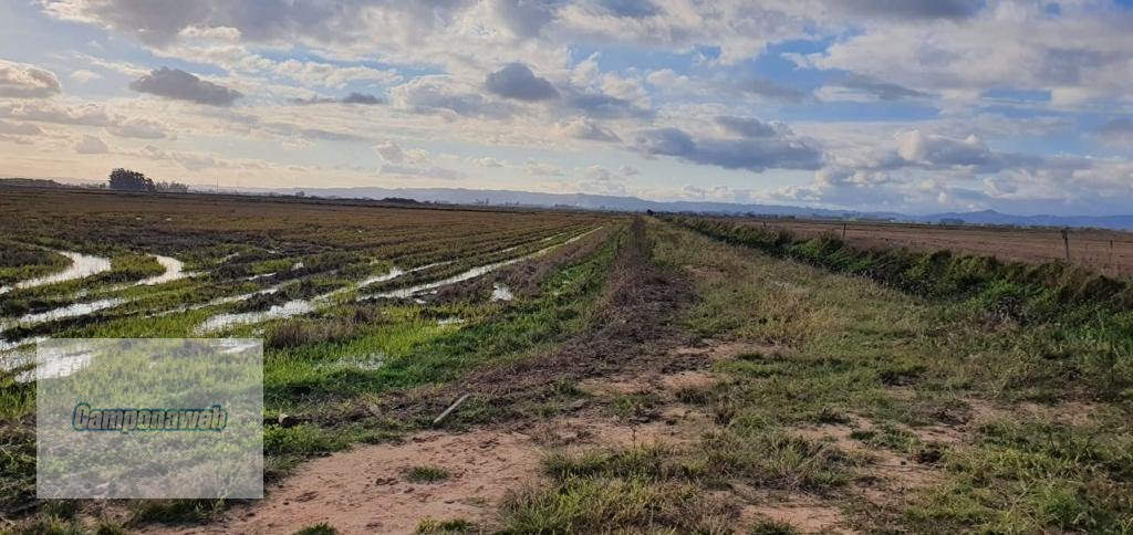 Área para plantio de arroz