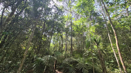 Lote / Terreno em centro  -  Piên