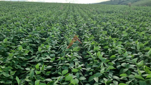 Fazenda em Seritinga/MG