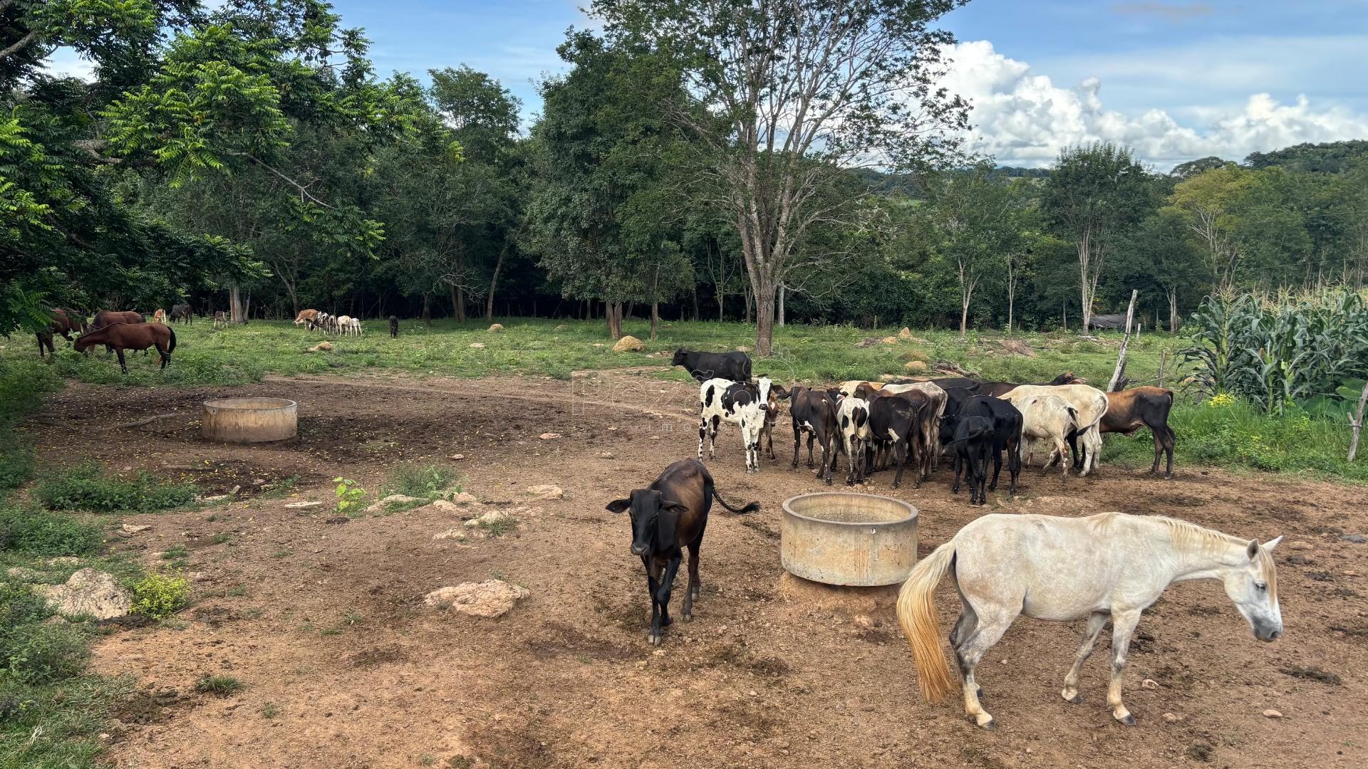 Rural à venda com 50000m² de terreno no Zona Rural, Itapuranga (GO) — foto 24 de 30