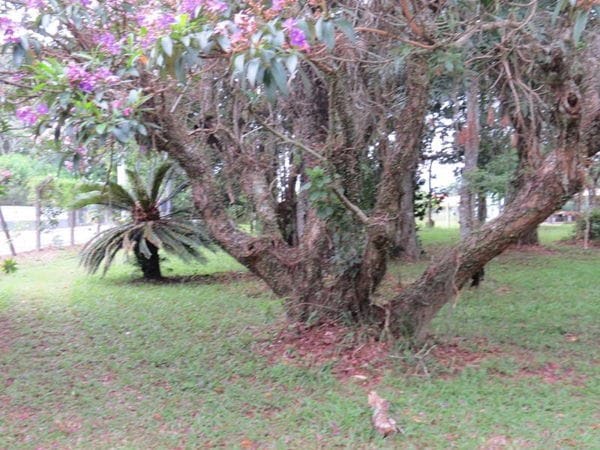 Rural à venda com 45000m² de terreno no Vargem Pequena, Florianópolis (SC) — foto 27 de 28