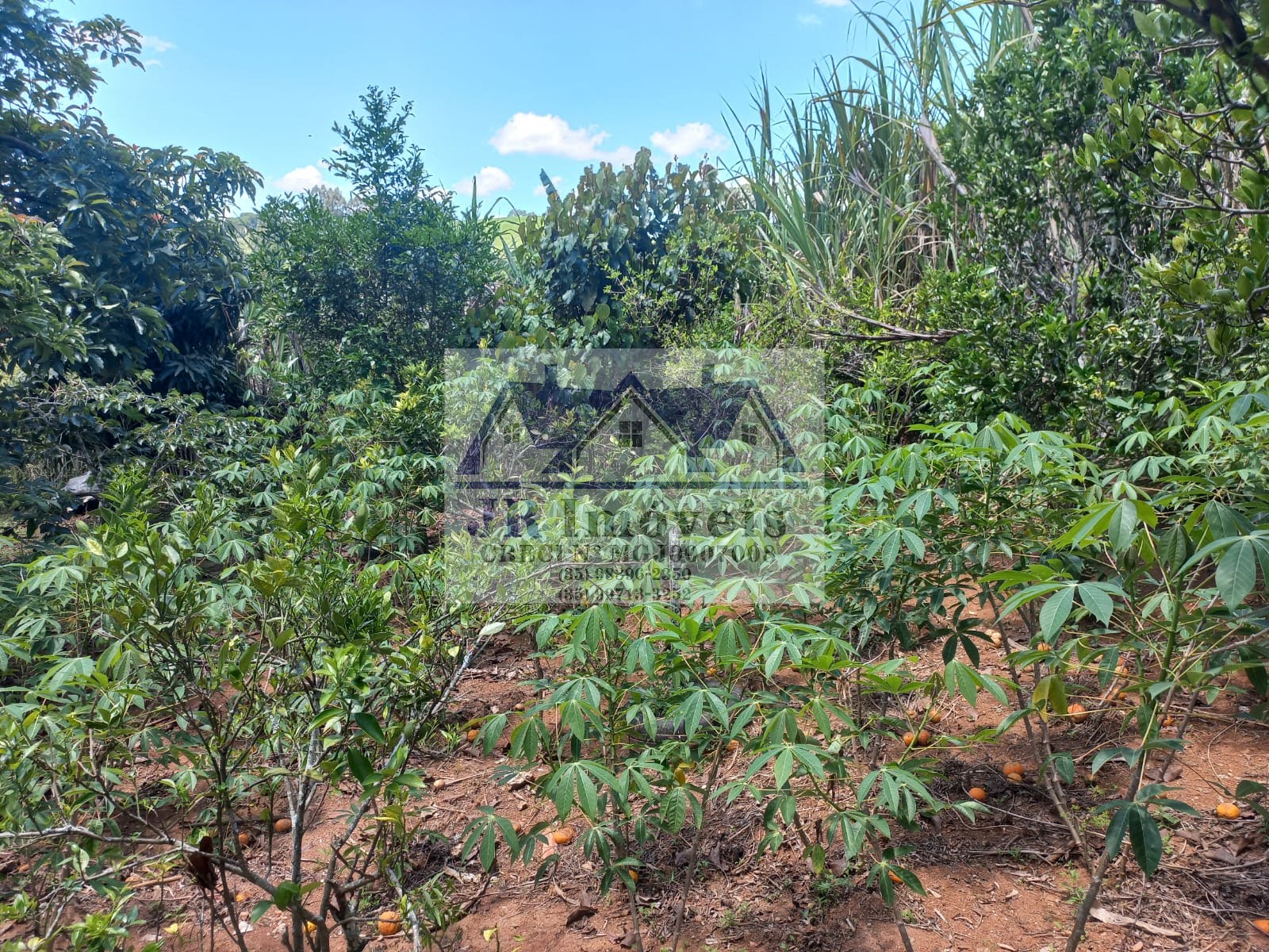 Rural à venda com 1500m² de terreno no Pinhal Redondo, Piranguinho (MG) — foto 19 de 30
