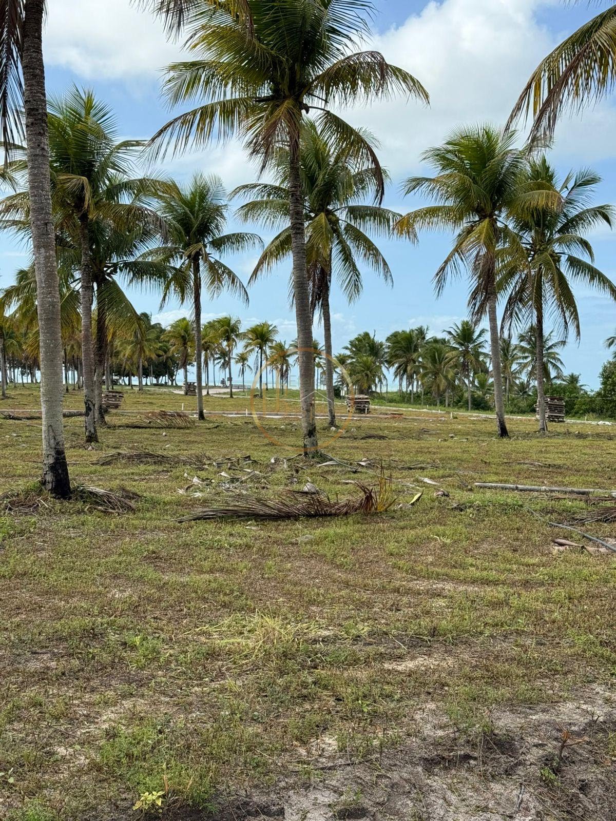 Terreno à venda no Coroa Vermelha, Santa Cruz Cabrália (BA) — foto 6 de 22