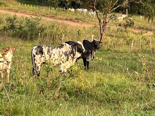 Fazenda em zona rural  -  Camapuã