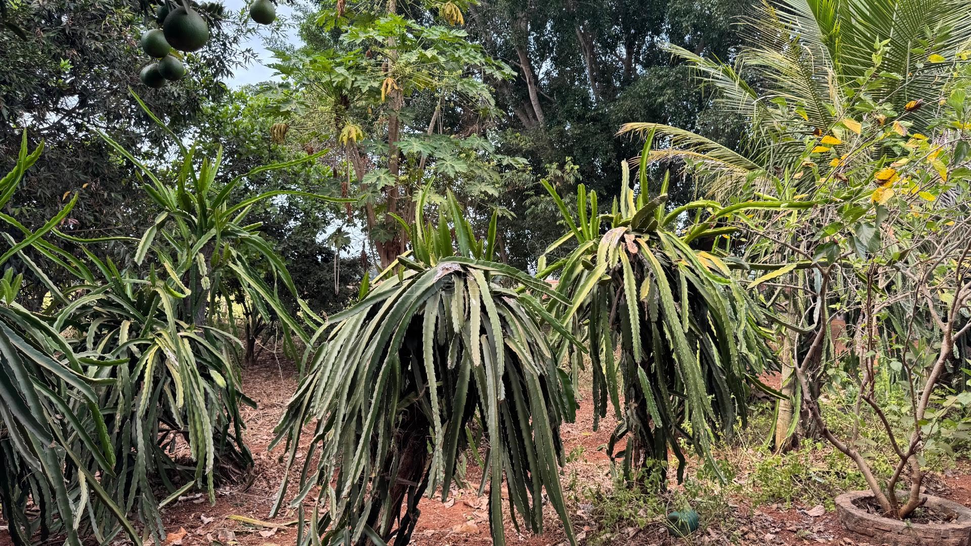 Rural à venda com 5445m² de terreno no Zona Rural de Heitoraí, Heitoraí (GO) — foto 27 de 30