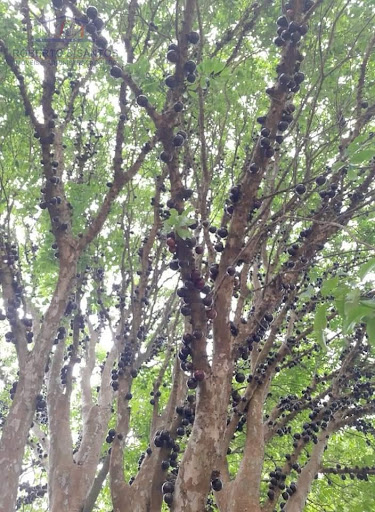 Pés de frutas