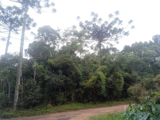 Lote / Terreno em Campo Alegre  -  Campo Alegre