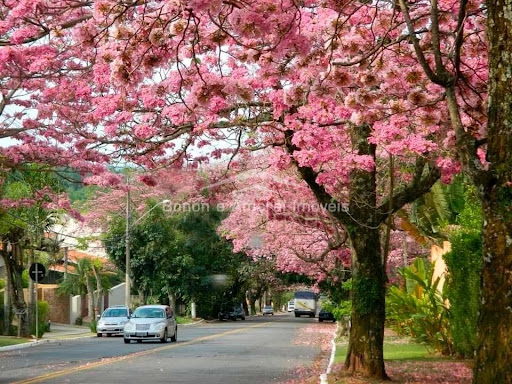 Terreno, 12 m² - Foto 6