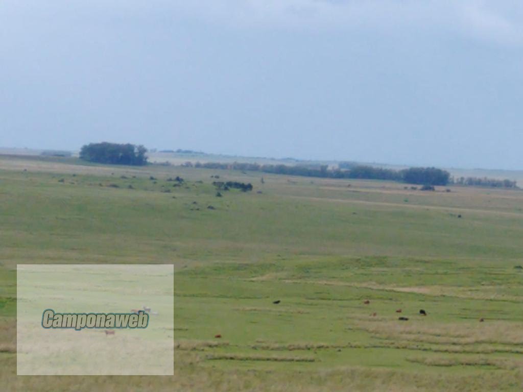 Área de pecuária
