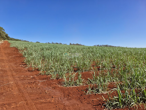 Fazenda em Casa Branca SP