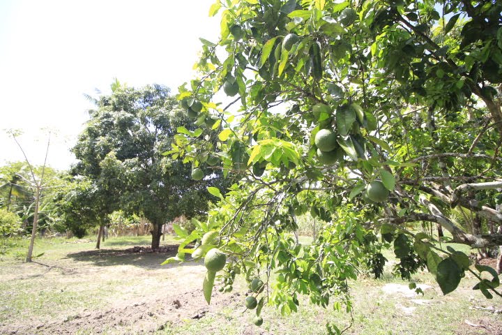 Rural à venda com 25000m² de terreno no Tabuleiro, Igarassu (PE) — foto 12 de 30