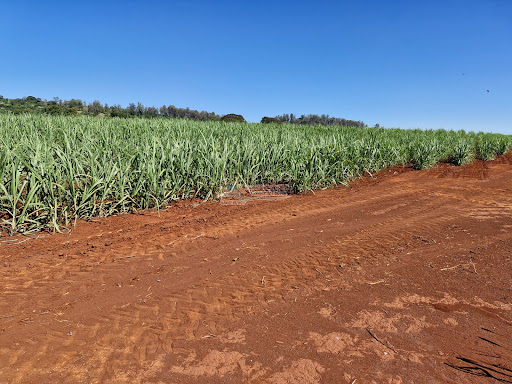 Fazenda em Casa Branca SP