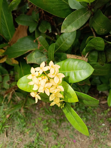 Sítio em Vale Encantado  -  Macaé