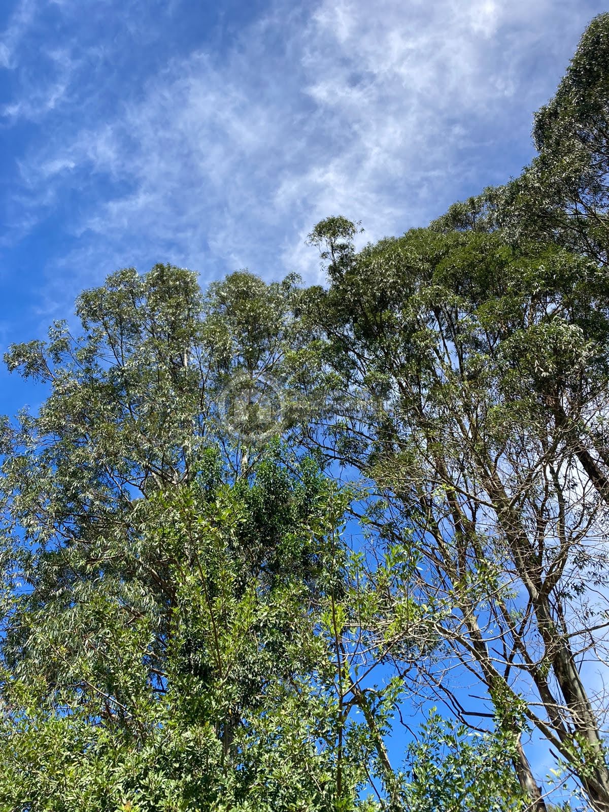 Terreno à venda com 1575m² de terreno no Serra da Cantareira, Mairiporã (SP) — foto 9 de 20