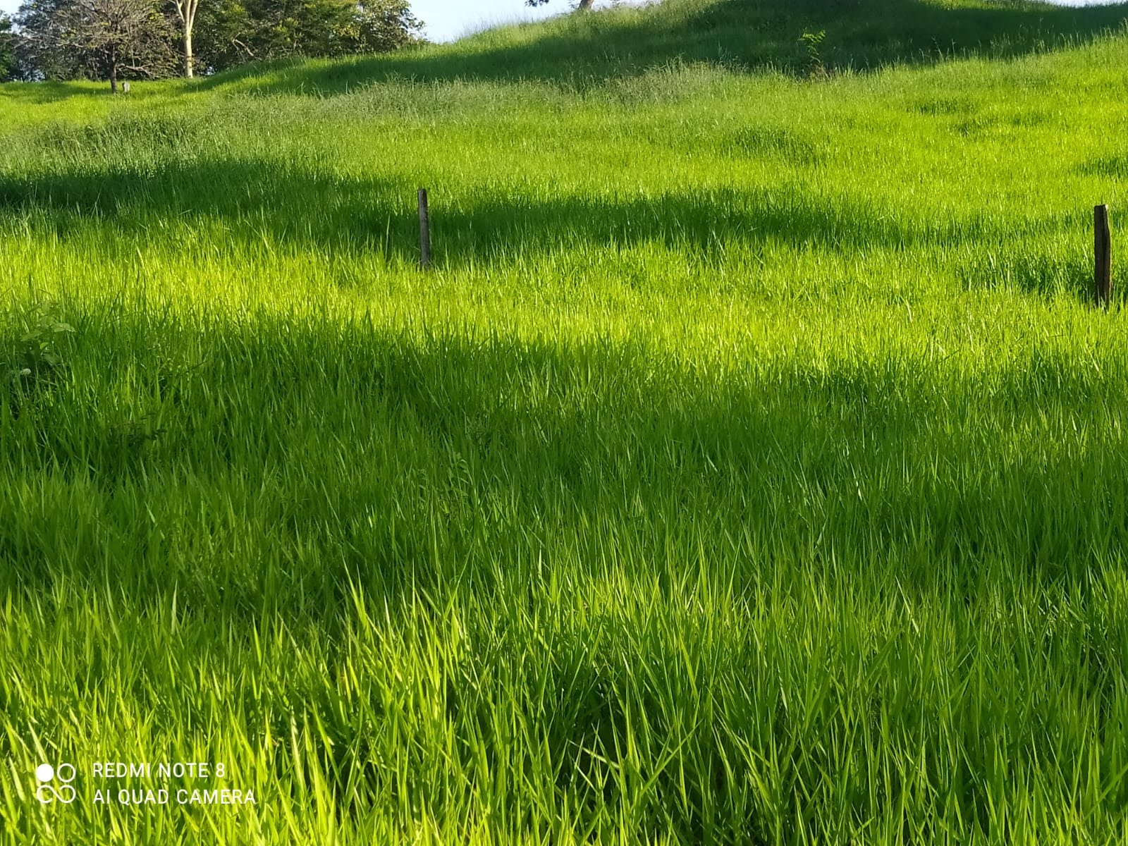 Rural à venda no I I, Paracatu (MG) — foto 11 de 12