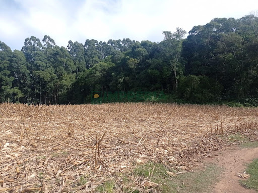 Sítio / Chácara SEM CASA em Coronel Pilar / RS - Comunidade São José