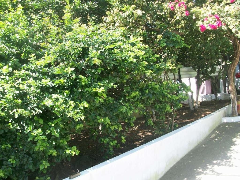 Jardim