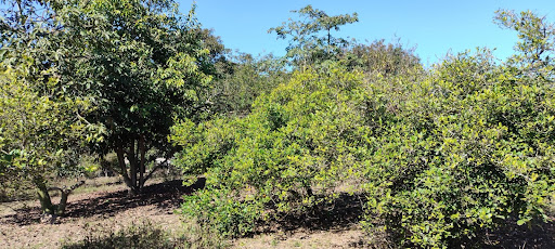 Área com pés de Fruta