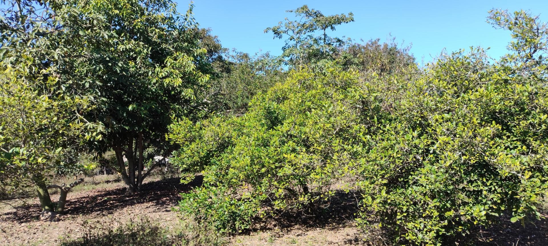 Área com pés de Fruta