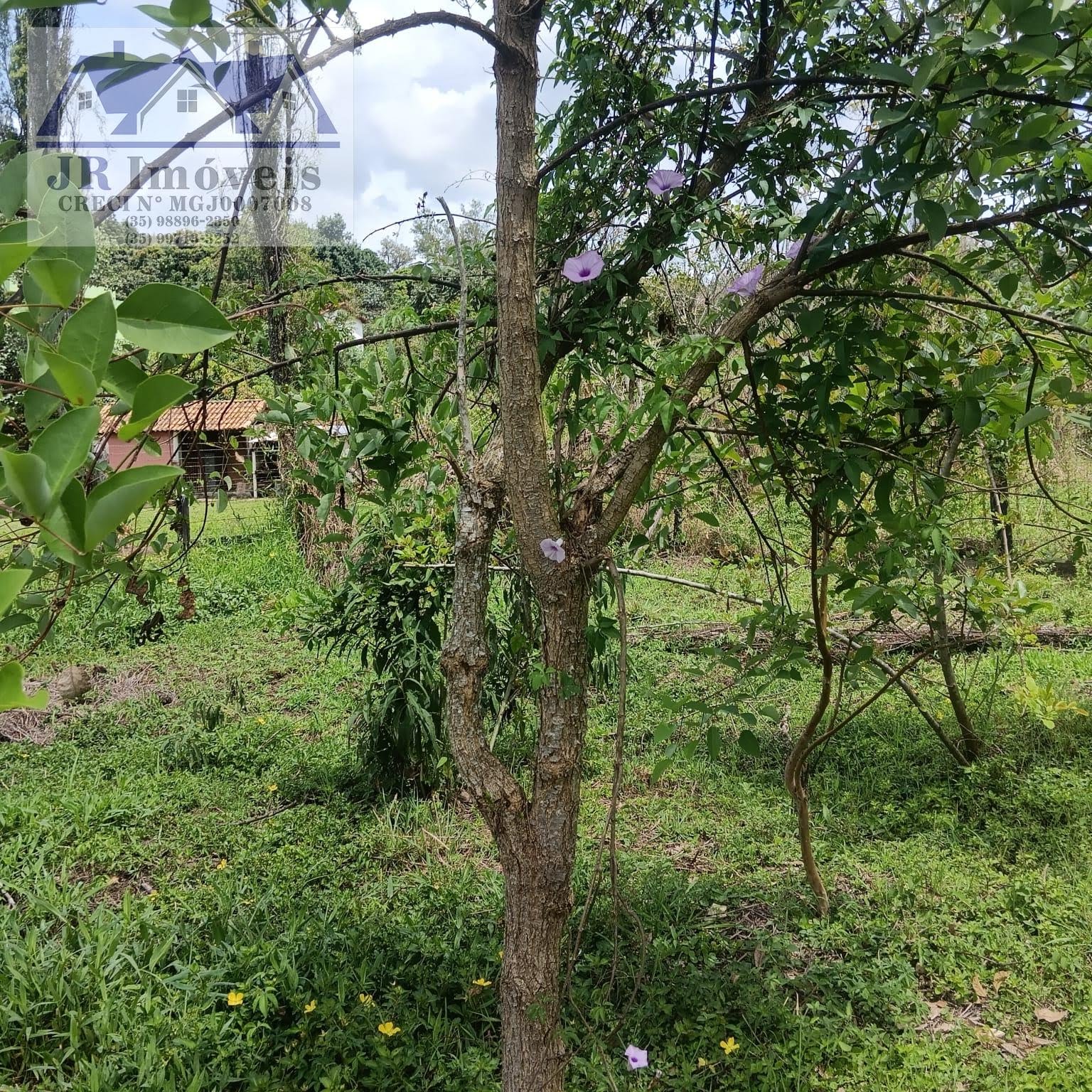 Terreno à venda com 3000m² de terreno no Carneiros, Piranguinho (MG) — foto 10 de 21