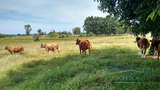 Excelente área de Terra  -  Santo Antônio da Patrulha