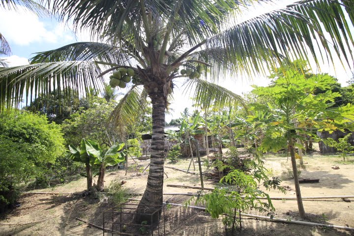 Rural à venda com 25000m² de terreno no Tabuleiro, Igarassu (PE) — foto 16 de 30