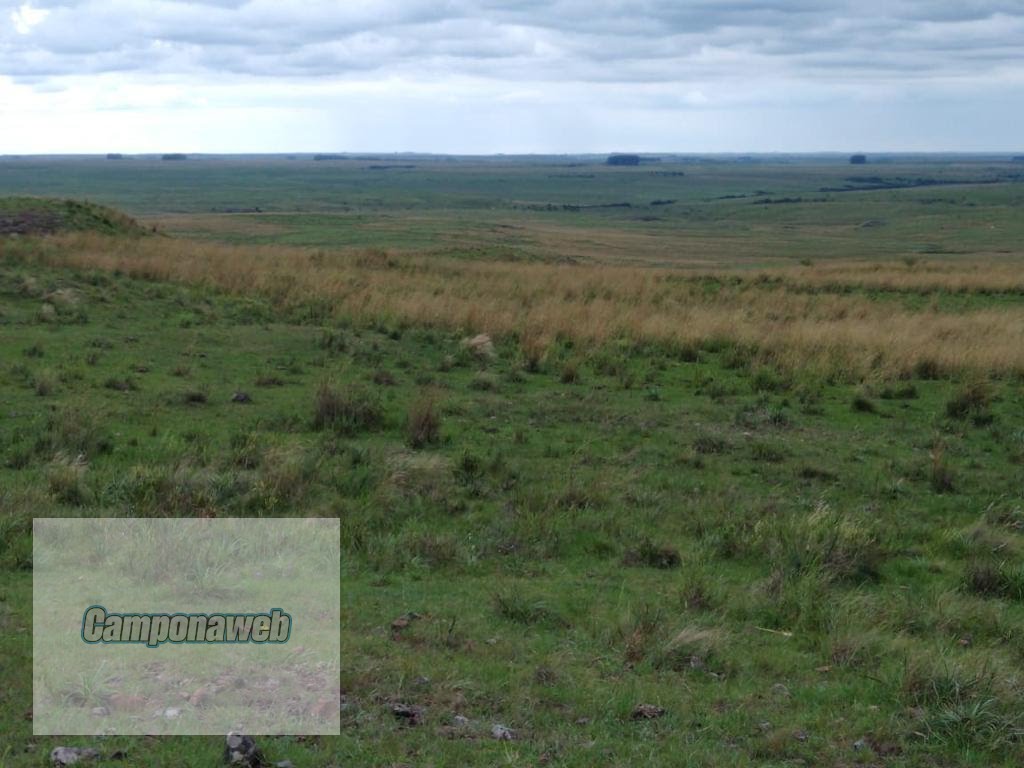 Área de pecuária