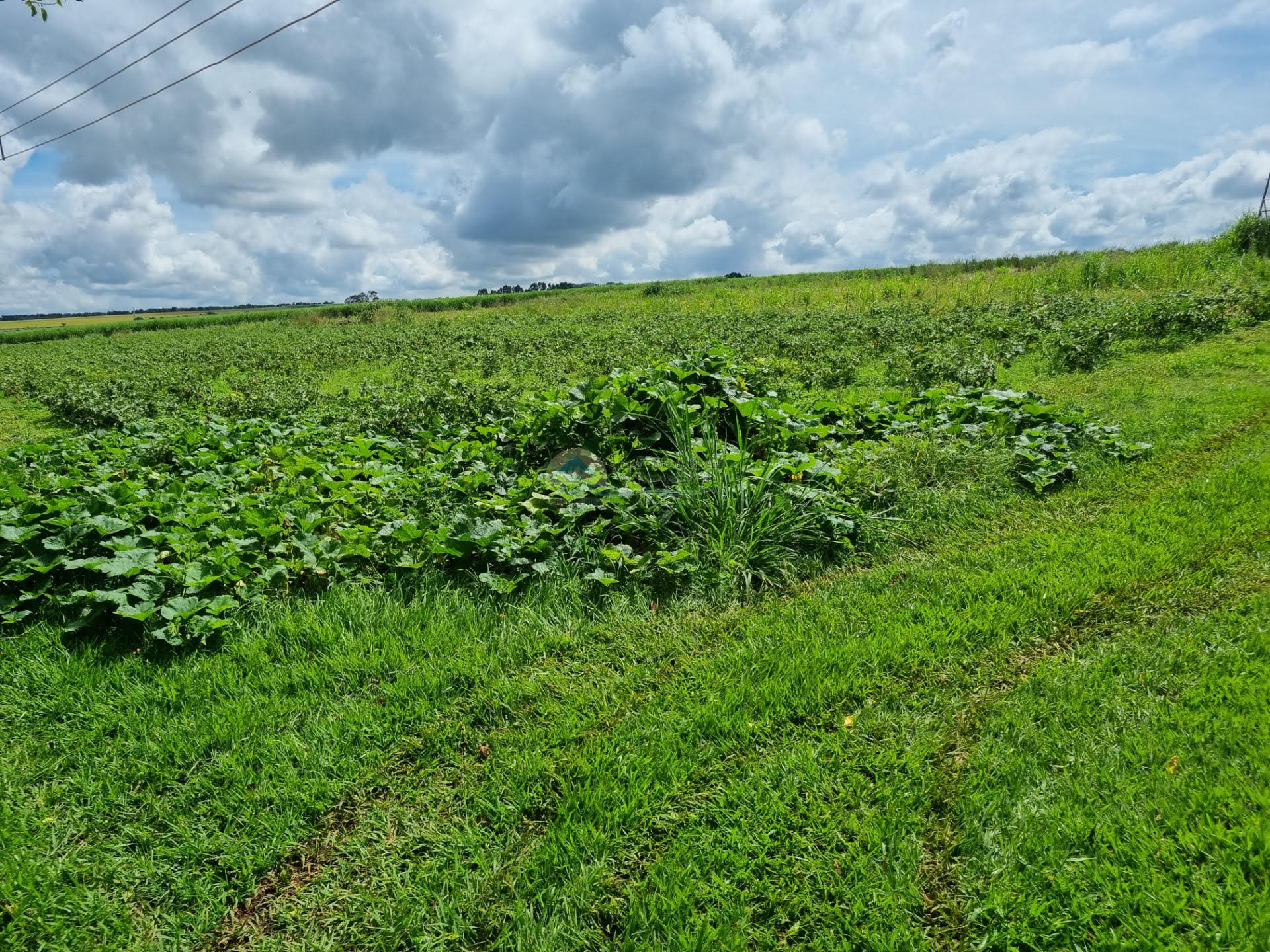 Sitio a venda em Casa Branca 