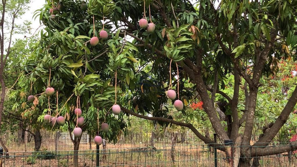Rural à venda com 5300m² de terreno no Fazendinha Pai José, Araçaí (MG) — foto 13 de 14