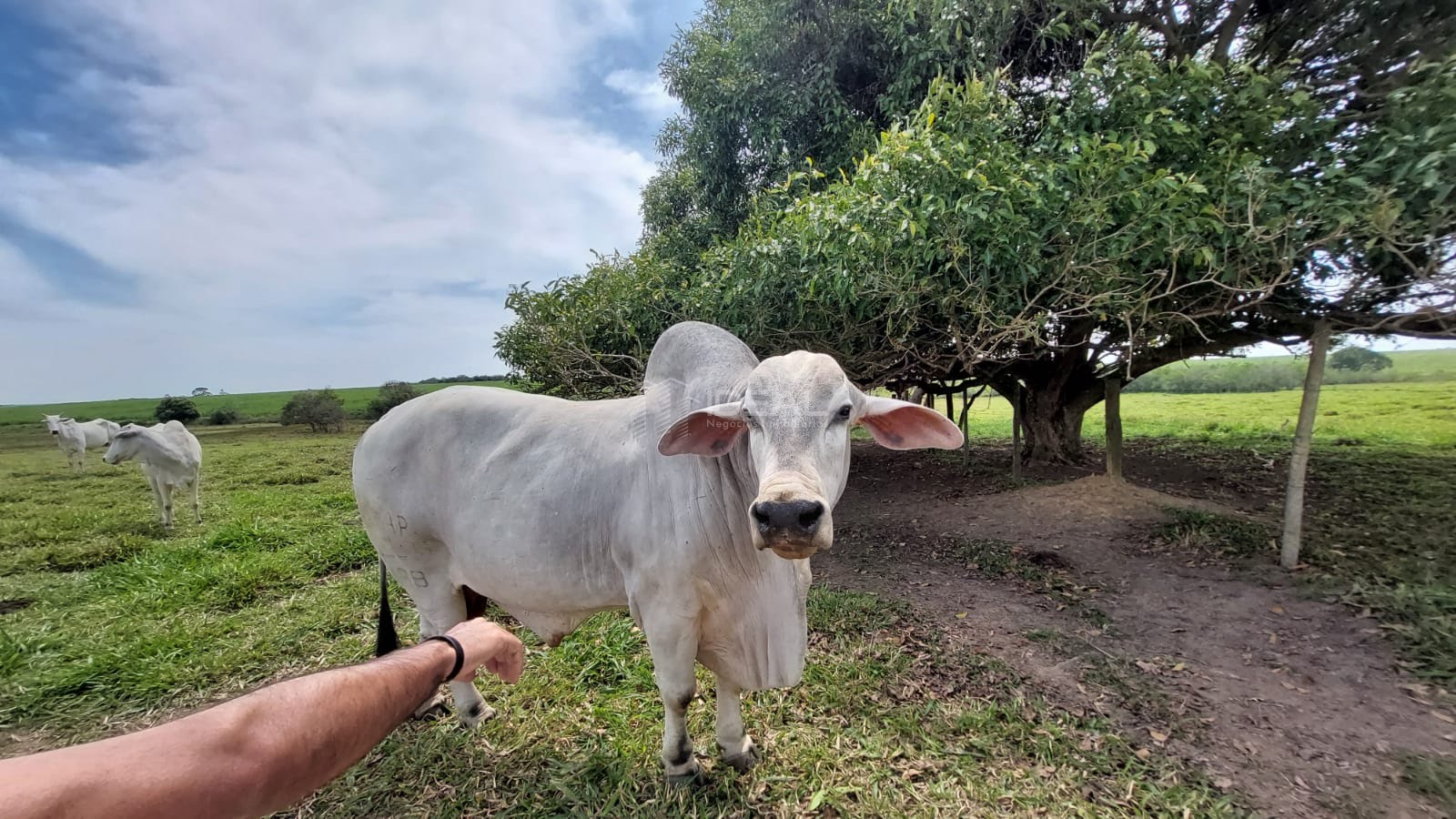 Terreno à venda com 1750000m² de terreno no Nova Travessão, Campos dos Goytacazes (RJ) — foto 26 de 30