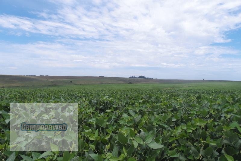Área de plantio