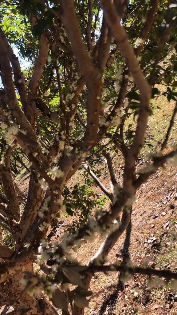 Rural à venda com 5300m² de terreno no Fazendinha Pai José, Araçaí (MG) — foto 14 de 14