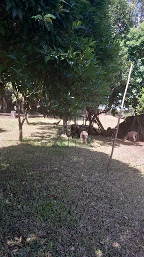 Chácara em Santa Terezinha  -  Cruz Alta