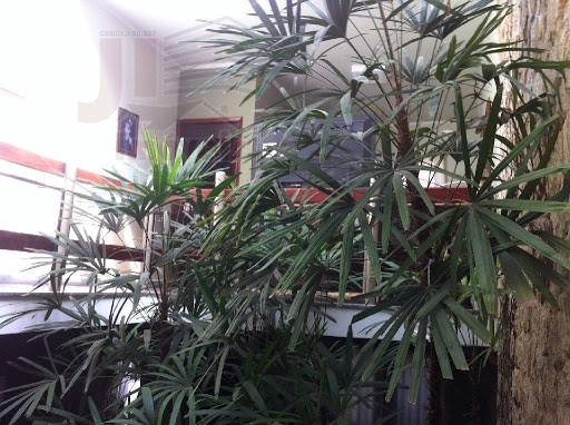 jardim
