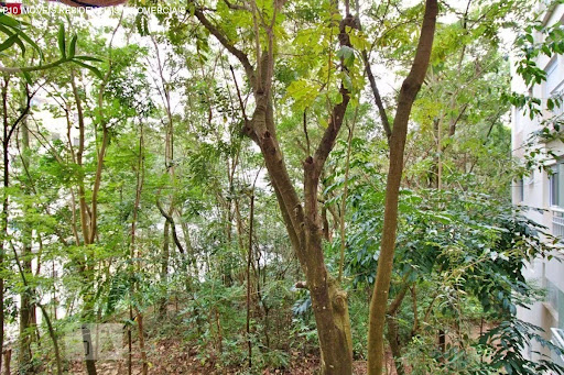 Foto 04