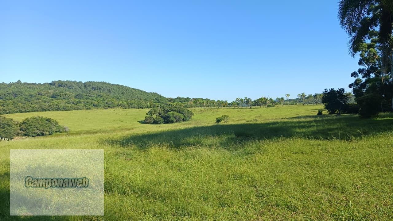 Campo de Pecuária RS