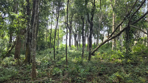 Lote / Terreno em centro  -  Piên