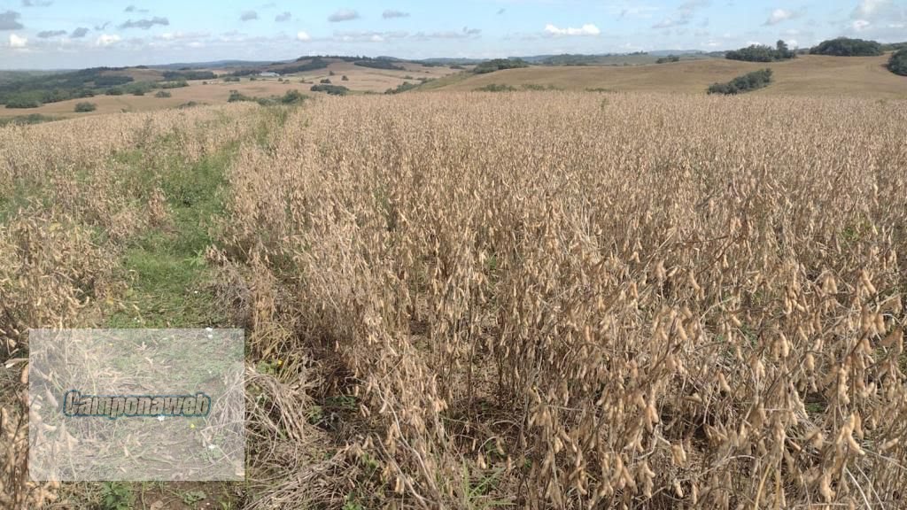 Área de plantio com soja