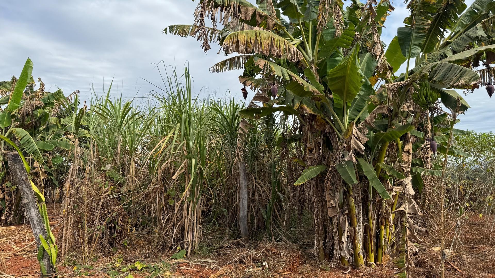 Rural à venda com 5445m² de terreno no Zona Rural de Heitoraí, Heitoraí (GO) — foto 25 de 30