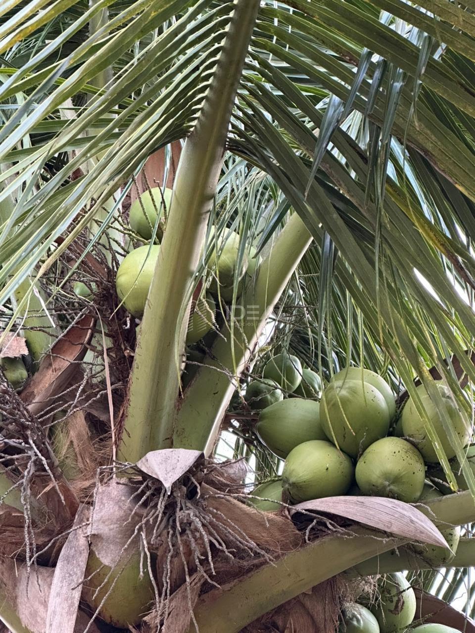 Rural à venda com 1544m² de terreno no Lagoa de Cima São Benedito, Campos dos Goytacazes (RJ) — foto 8 de 19