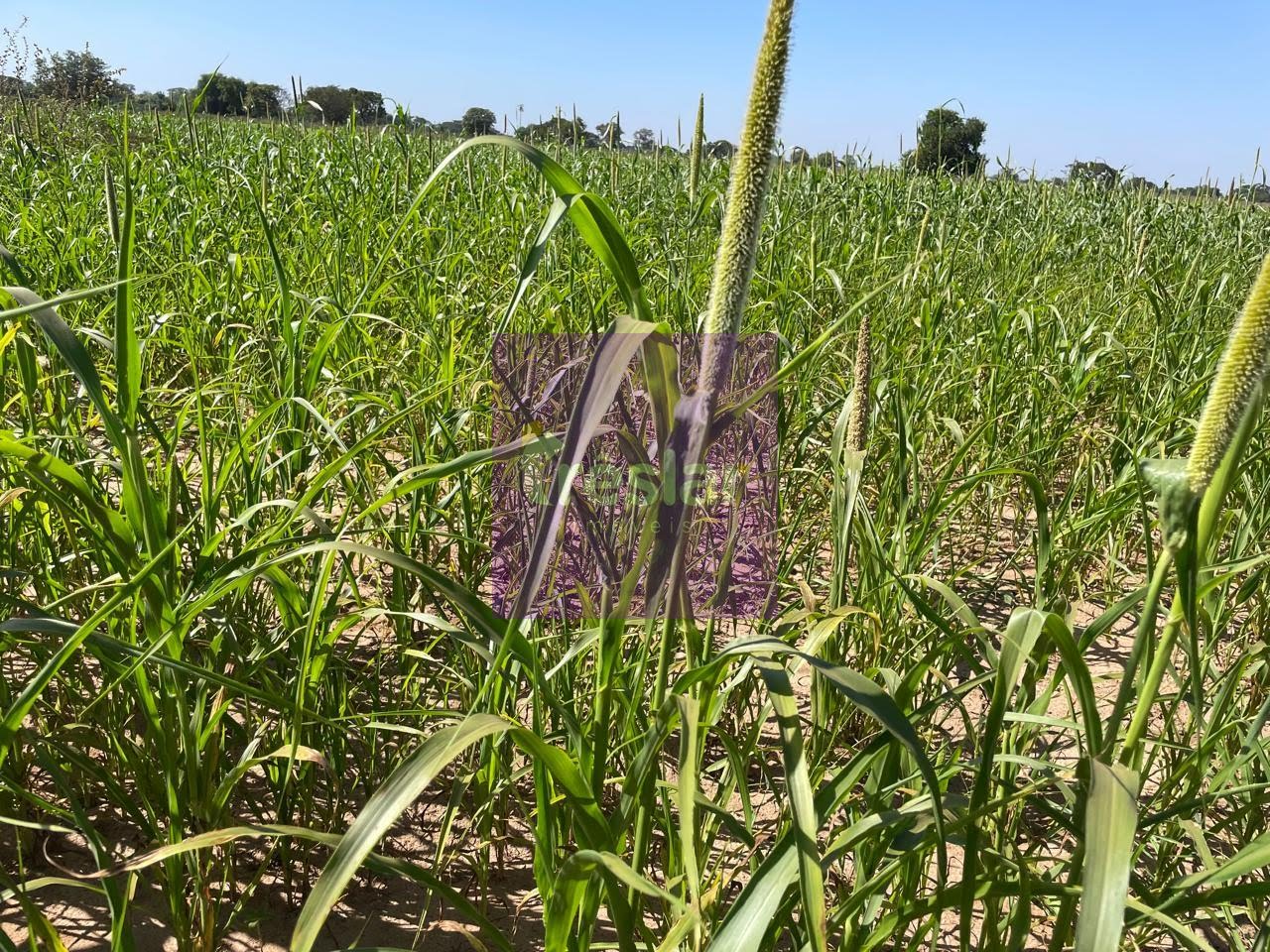 Rural à venda com 1710000m² de terreno no Fazenda, Três Lagoas (MS) — foto 3 de 30