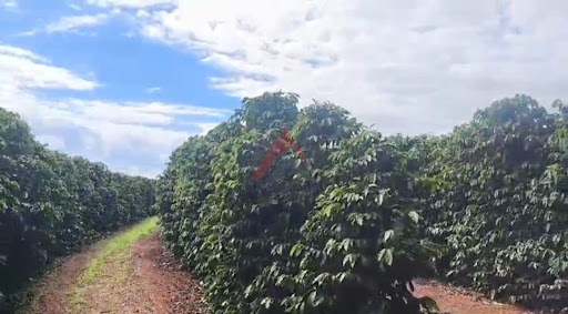 Fazenda em Coqueiros  -  Belo Horizonte