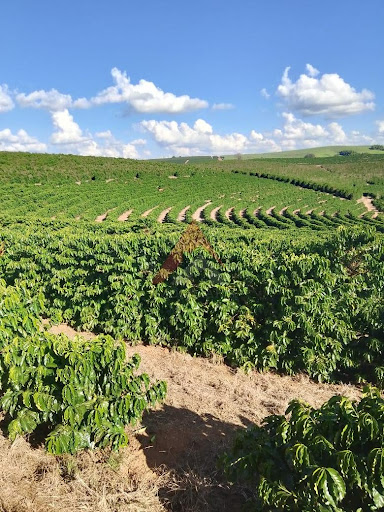 Fazenda em AREADO  -  Alfenas